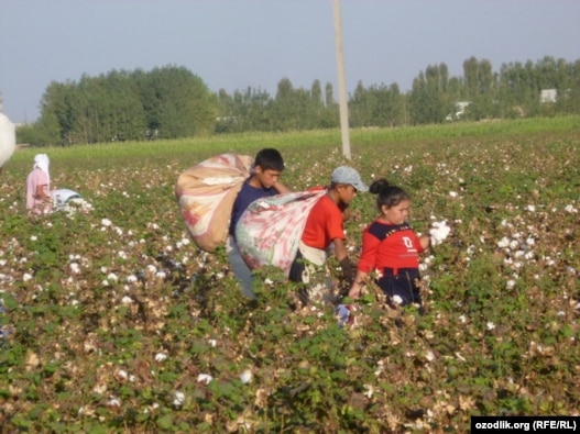 Several human rights groups have claimed that Uzbek authorities use child labor in cotton fields. 