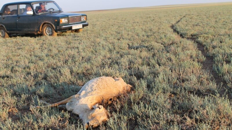 Массовый падёж сайги в Казахстане остался загадкой 