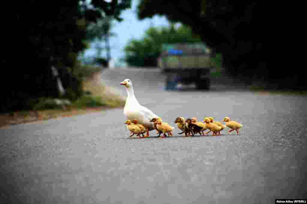 A goose with goslings crosses the road in the village of Siyabli, close to the regional capital of Lankaran.