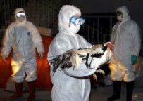 A Turkish official rounds up poultry in Turkey's capital Ankara on 9 January. (epa)