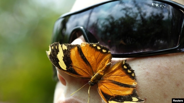 A monarch butterfly lands on the face of a man at the National Institute of Biodiversity in Costa Rica, which won the Future Policy Award 2010 in celebration of its biodiversity law as a milestone of excellence in meeting the goals of the UN Convention on