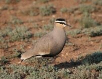 The sociable lapwing (Courtesy Photo)