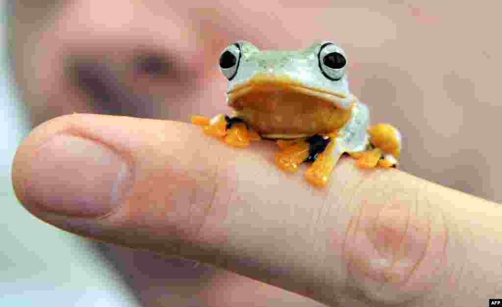 A green flying frog, also known as a Reinwardt's tree frog or black-webbed tree frog, sits on someone's finger at the State Museum of Natural History in Karlsruhe, Germany, to promote the show "Bottomless -- Through the Air and Under Water." (AFP/Uli Deck)
