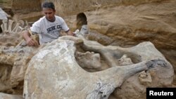 An archeologist examines the skeleton of a mammoth at an open-pit coal mine in Kostolac, Serbia. (file photo)