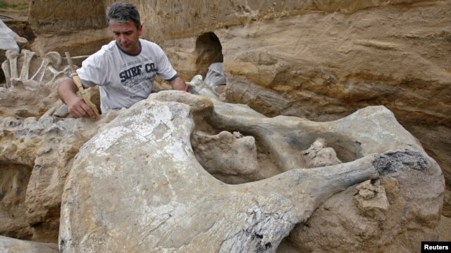 An archeologist examines the skeleton of a mammoth at an open-pit coal mine in Kostolac, Serbia. (file photo)