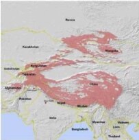 The distribution of the snow leopard (map by Patricia Williams)