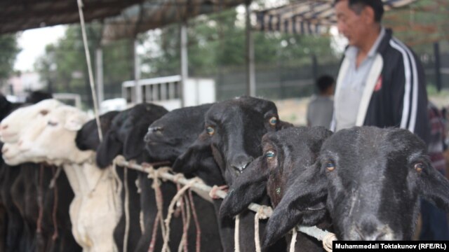 Sheep at a Kyrgyz bazaar (file photo)