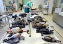 Dead wild birds on a dissection table at a German pathology lab (epa)