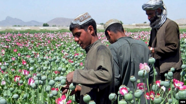 Poppy fields like this one in southern Afghanistan have increased in areas near the Tajik border