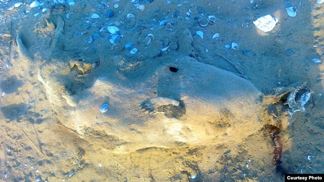 Жыныстық әйелдер newbb