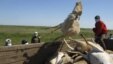 Men load a trailer with the carcasses of dead saiga antelopes in Kazakhstan on May 22, 2010.