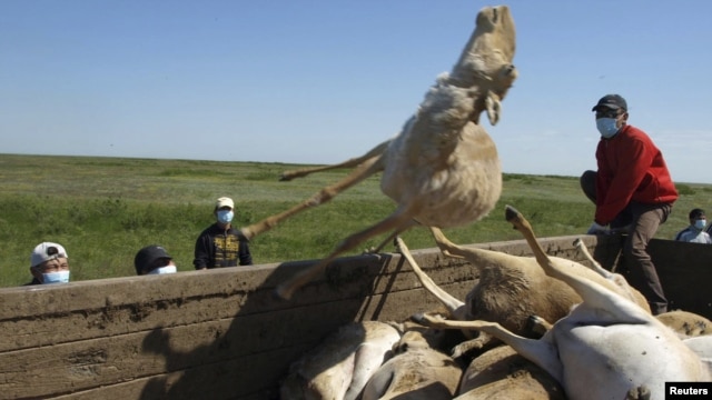 Men load a trailer with the carcasses of dead saiga antelopes in Kazakhstan on May 22, 2010.
