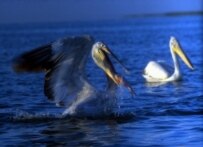 Dalmatian pelicans at Irgiz-Turgay (photo courtesy GEF/UNDP) (Courtesy Photo)