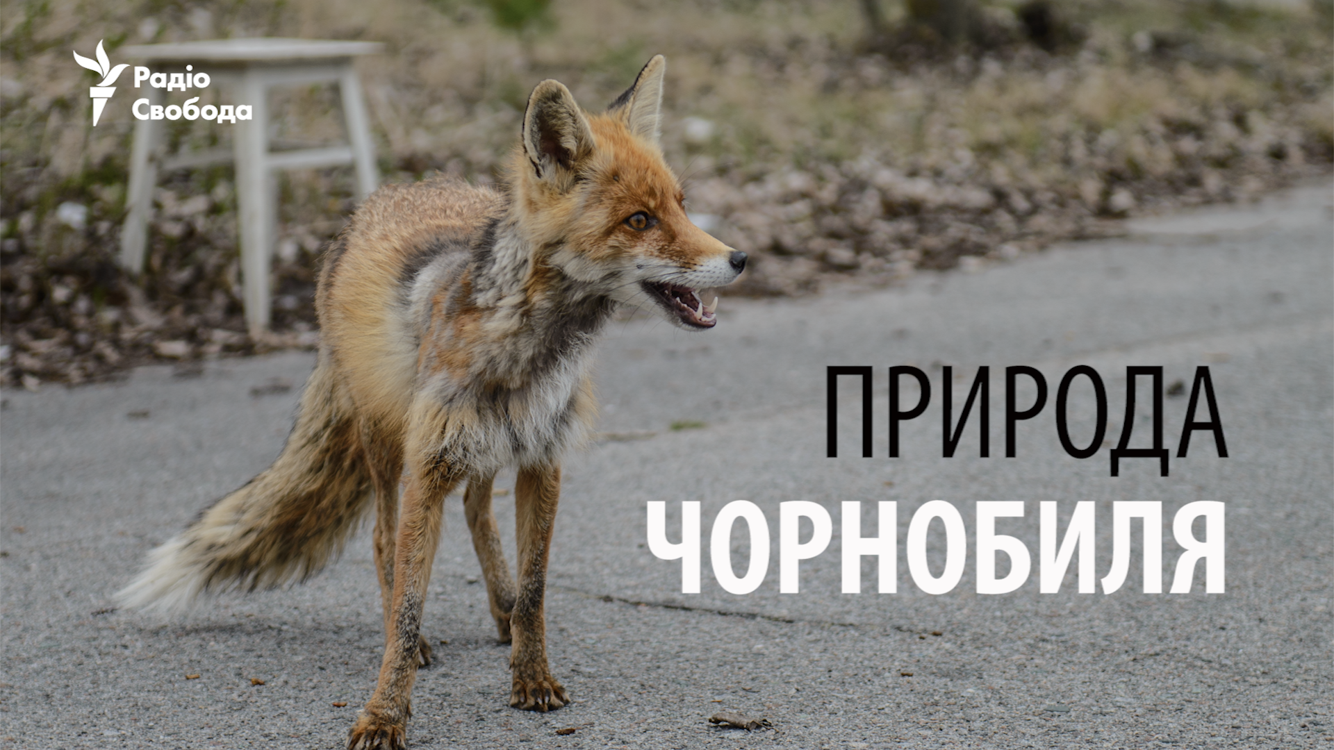 Природа Чорнобиля: прихильна до людини, але вразлива | Радіо Свобода