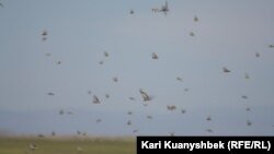 Қазақстандағы шегіртке басқан өңірлердің бірі. (Көрнекі сурет)