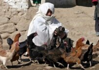 A woman feeds chickens in a village outside Kabul (file photo) (epa)