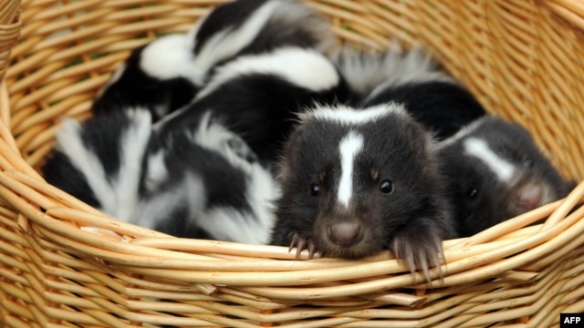 Under the proposal, the Liberal Party would be represented by a skunk.