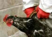 Are chickens spreading the virus? (AFP)