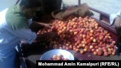 دهقانان: توان مالی انتقال و نگهداری میوهها را نداریم.