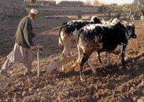 A farmer near Jalalabad, Afghanistan (epa file photo)