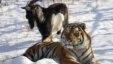 Amur the tiger and Timur the goat have been making headlines around the world after striking up an unlikely friendship. 