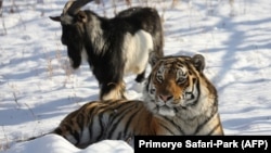 Amur the tiger and Timur the goat have been making headlines around the world after striking up an unlikely friendship.