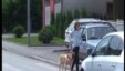 Bosnia and Herzegovina - Sarajevo, TV Liberty   Show No.876 13May2013