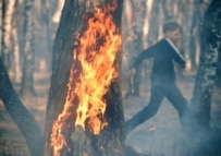 A forest fire near the central Russian city of Kostroma in May 2006 (TASS)