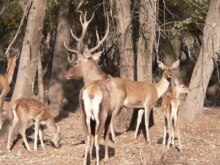 Central Asia -- Bukhara deer in Uzbek (Zarafshan) COURTESY WWF photo by Dr. Natalya Marmazinskaya