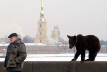 Russia -- Bear on the Neva River bank with Peter And Paul Fortress in background, St. Petersburg, undated