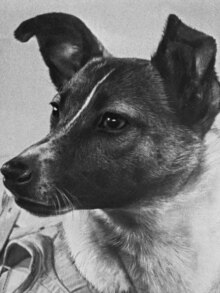Russia - Dog 