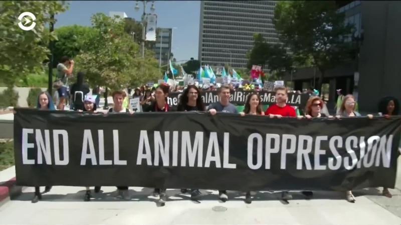  ���-��������� ������ ���� ����� �������� 