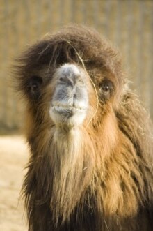 World -- Bactrian camel (credit pic to Zoological Society of London)