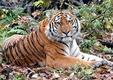 Siberian Amur Tiger