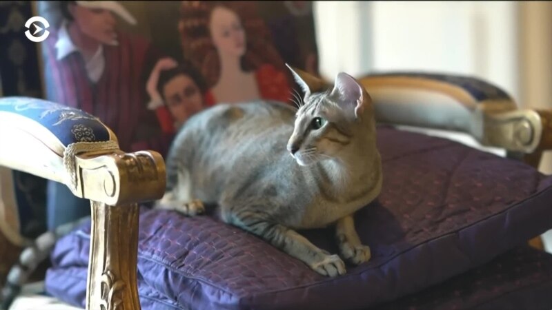 ��������� �������� ���-����