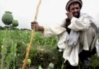Do Poppy-eradication efforts threaten security in Afghanistan? (AFP)