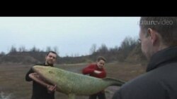 Жыцьцё на сушу выйшла ў Польшчы