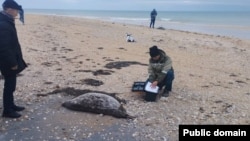 Обнаруженные туши мертвых тюленей на берегу Каспийского моря