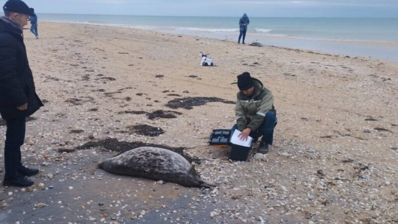 Причиной гибели тюленей на Каспии назвали пневмонию из-за загрязнения воды