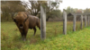 Moldova-Bison from the Royal Forest