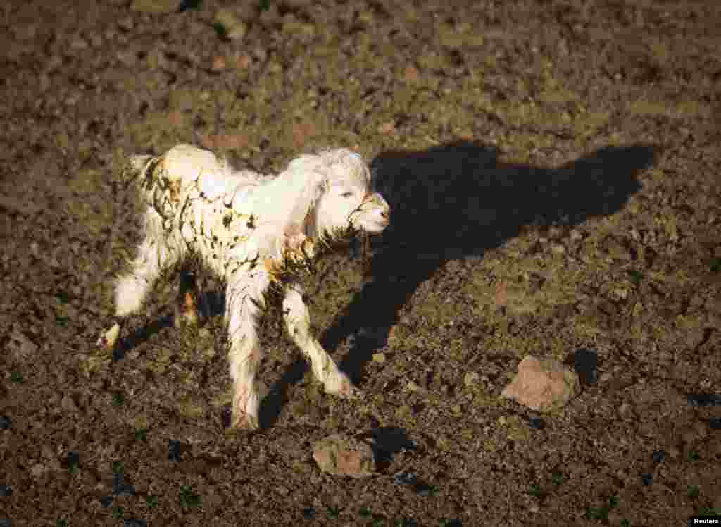 &nbsp;A newborn goat stands inside an enclosure.