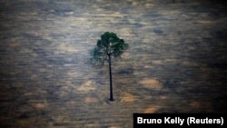Shpyllëzimi i Amazonës. Brazil, shtator 2019.