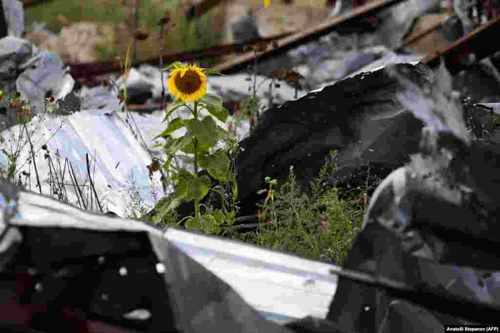 A sunflower growing in the ruins of Dolyna village.&nbsp; Ukrainian Orthodox Church-Moscow Patriarchate&nbsp;spokesman Archbishop Klyment told the AFP news agency in May that the church rejected Kirill&#39;s position regarding the war. &quot;Not only did he fail to condemn Russia&#39;s military aggression, but he also failed to find words for the suffering of Ukrainian people,&quot; the archbishop said.