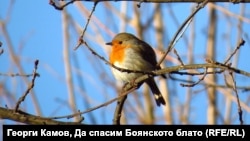  Червеногръдка, Боянско тресавище. Снимка Георги Камов 