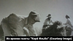 Колхоз "Авангард" Кызылординская область. 1946 год. Уборка риса