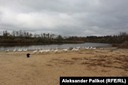 Volodymyr's geese