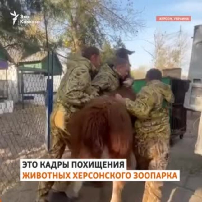 Животных из Херсона вывезли в аннексированный Крым