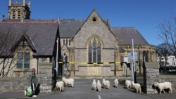 Koze ispred crkve u Llandudnou, Wales, 31. ožujka