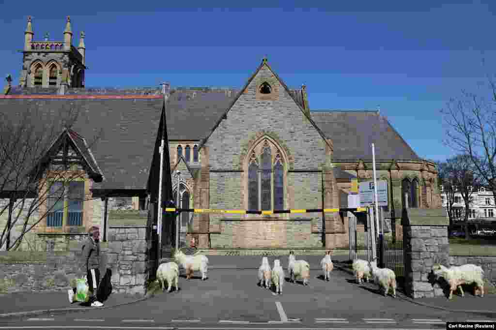 Кози пред църквата в Лендидно, Уелс, на 31 март. Стадото предизвика сензация, но местната полиция каза, че присъствието им не е толкова необичайно в крайбрежния град.