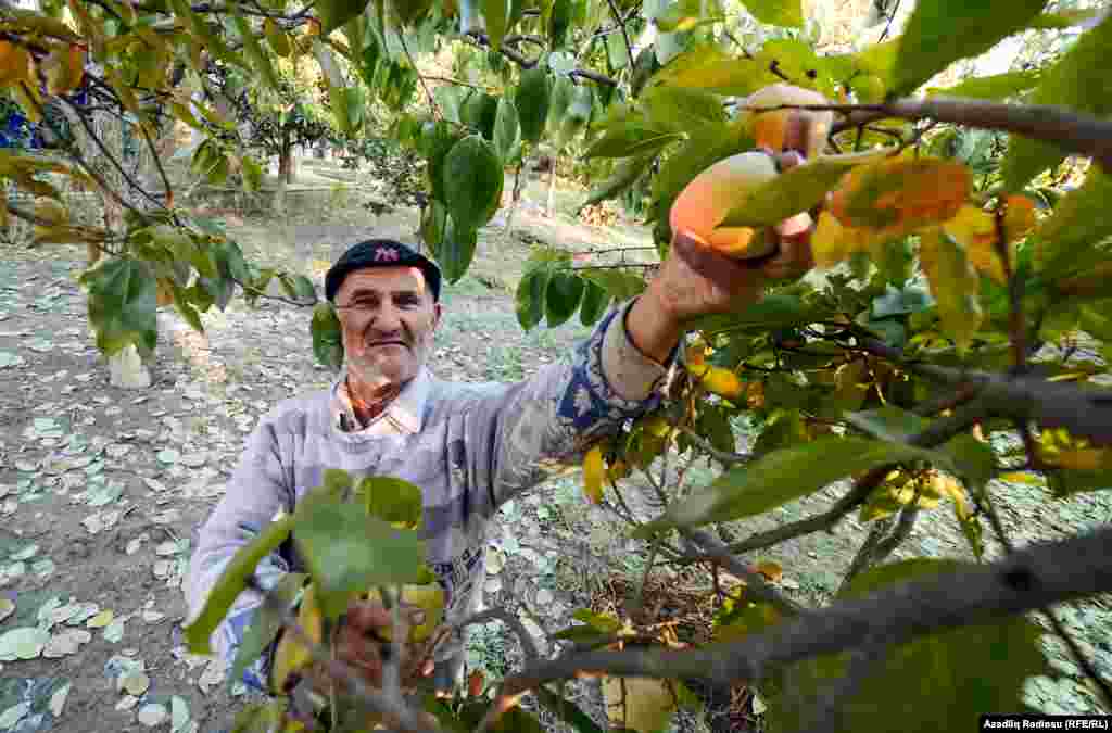 Akif dayı uzun illərdir həyətində xurma yetişdirib satmaqla məşğuldur və qış xərclərini xurmanın hesabına çıxardığını deyir.
